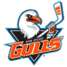 Gulls