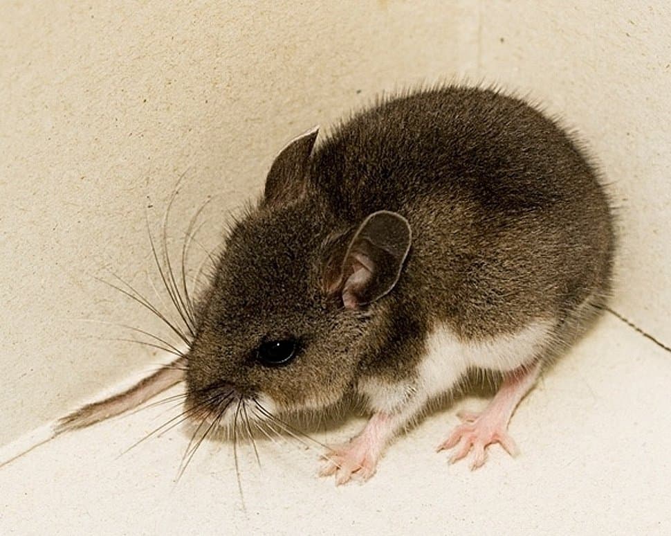 icon for ¿Caso confirmado de hantavirus en EE. UU. antes del 15 de mayo?