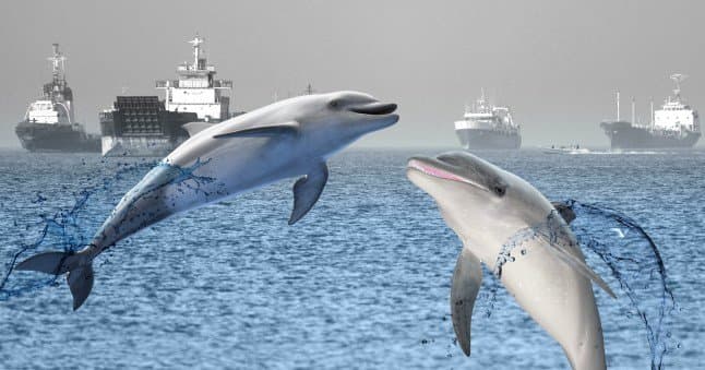 icon for US Kamikaze Dolphins confirmed by May 31?